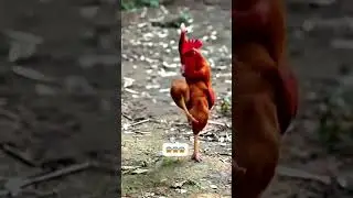 Mau ketawa takut dosa video lucu bikin ngakak hiburan warga 62 #lucu #funny #ngakak #videolucu #meme