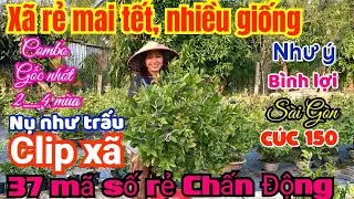 🍀26/1☎️0962265723-Kim Quyên👉xã mai Tết gốc nhớt già mùa bombo cực rẻ và 37 mã số chấn động 