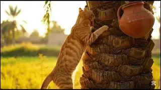 Funny Cat Climbing a Date Tree | Smart Cat Collecting Palm Juice | Amazing Cat Video 2025#funnycat
