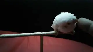 Red Eye White Albino Budgie #albino #budgies #rainbowbudgies