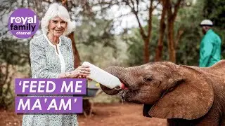 King and Queen Feed Adorable Baby Elephants In Kenya