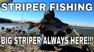 Striper Fishing Using Frozen Shrimp & Anchovies At San Luis Reservoirs
