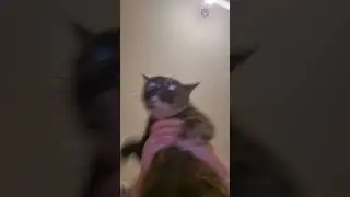#cat #fyo #subscribe