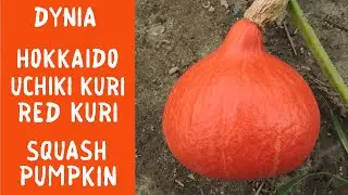Dynia Hokkaido (Uchiki Kuri) - jak rośnie / Red kuri pumpkin (squash) - how it grows