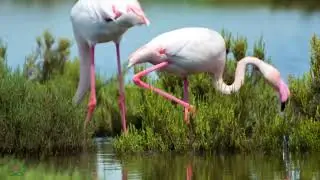Nurturing Harmony: Soothing Music for Nerves and Heart Health 🌿