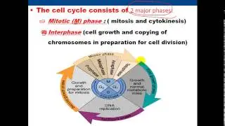 Cell Biology -- Cell Cycle (1) -- Mitosis الإنقسام المتساوي