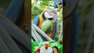 Amazing Video Of BlueYellow Macaw Peeling Coconut & Gulping Its Water #Macaw#Macaws#BlueYellow Macaw