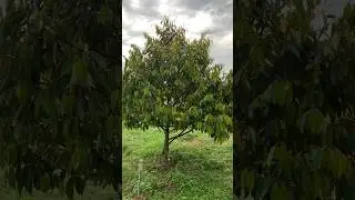 Durian pruning #pruning #fruit #satisfying #durian #musangking