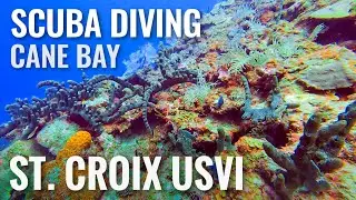 Scuba Diving Cane Bay ST. CROIX, USVI [4K]
