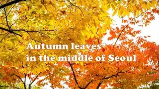 The autumn foliage in the middle of Seoul - Deoksugung Palace's Stone-Wall Road