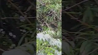 #birds #birdlover #birdslover #birdwatching #shortvideo #shorts #video #nature #garden #tree #bird