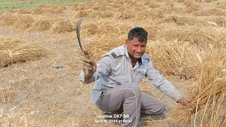 Gehu ki ktae/गेहूं की कटाई