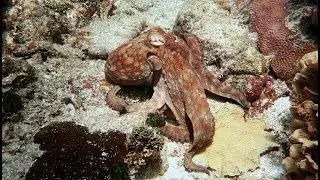 Common Octopus