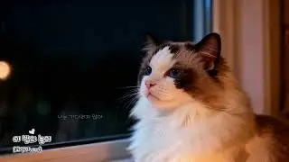[달리팝] 이 밤의 높이 _ 고양이 ver | cat MV