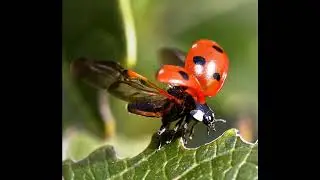 Lily the ladybug