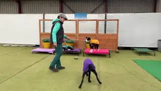 187 Hoe leer je jouw hond allerlei oefeningen aan met een targetstick?