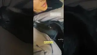 Which dog doesn&rsquo;t like to walk right 🐕&zwj;🦺