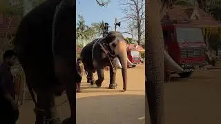 Are there any fans of Maduraipur Kannan 🔥🔥 #elephant #kerala