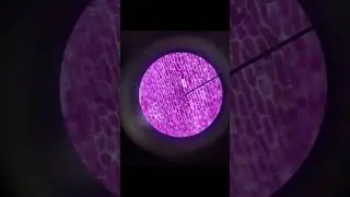 Amazing world under a microscope (plant cells)