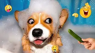 Funny Dog Moments 2026 😂 Hilarious Dogs That Will Make You Laugh #32