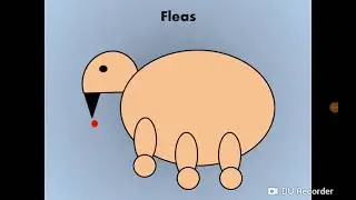 Fleas البرغوث