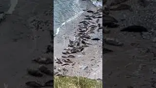 Seal watching in Cornwall. Have a look at the full video of Godrevy on my account #seals #cornwall