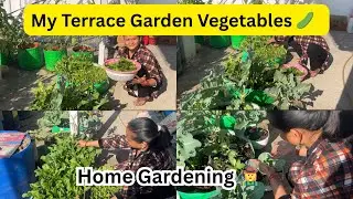 How I Grow My Own Food at Home | Terrace Garden Vegetables & Growing Method 🥦🍆