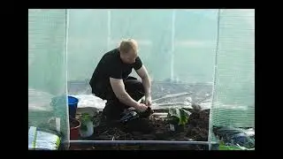 Del 3: Odla jättepumpa (Utplantering)