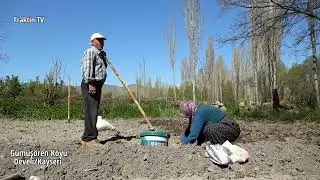 Köyde Patates Ekimi (Bostan İşleri Başladı)