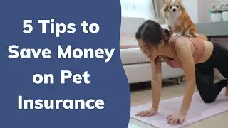 5 Tips to Save Money on Pet Insurance | Wag!