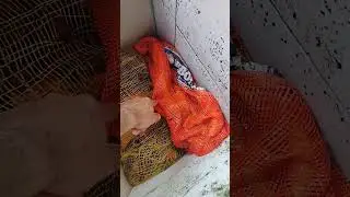 Sistema de filtragem do aquatanque. Simples e eficiente.