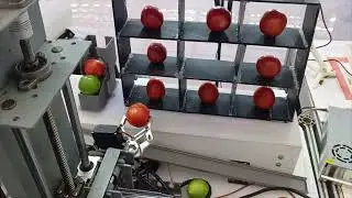Smart Tomato Sorting and Display System | YOLOv8 + Raspberry Pi + Robotic Gripper