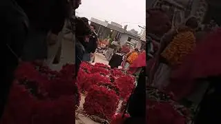 pattoki flower mandi #flowers