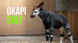 Endangered Okapi Born at Dublin Zoo