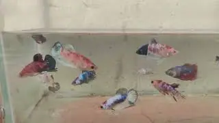 Fancy plakats