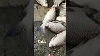 #fish #fishingequipment #fishing #ekmotahathighumechala #fishinggear #tak #tek 🐳😈👑👑