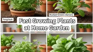 Fast Growing Plants at Home 🌱 | 4 Easy Plants Time Lapse | Home Garden|seed to life 