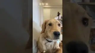 Proof Dogs Aren&rsquo;t Always Perfect 🐾#dog #funnydog #pet #dogvideos #fyp