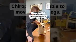 Paralyzed dog runs after chiropractic care! #chiropractic #hope #doglover #shorts