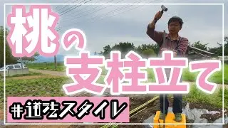 【桃の支柱立て】道法スタイルの真骨頂。垂直仕立て【道法スタイル】