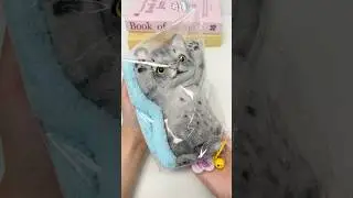 🎧Do you like the Stretching Cat Squishy😻#squishytoy #toys #stressrelief #yoyosquishy#asmrsounds