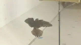 American Kestrel Approach to Perch