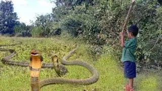 Amazing Boy Catch Water Snake Using Bamboo Net Trap - How to Catch Water Snake in Cambodia