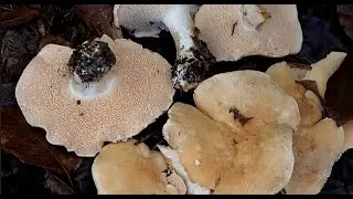 Hydnum repandum  , Lengua de vaca ,  Hedgehog Fungus, Steccherino Dorato  4k