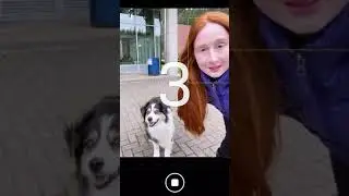 Hide and Seek Challenge With Australian Shepherd Dog