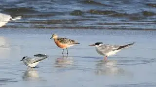 biegus rdzawy / red knot / Calidris canutus