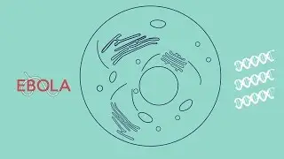 Can DNA help us fight Ebola?
