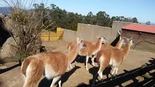 VIGOZOO