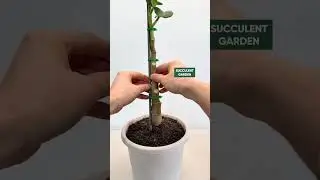 How to Prune and Shape Your Jade Plant for Thick Trunks