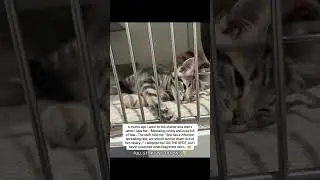 THE SHELTER TRIED TO PUT HER DOWN 😰💔